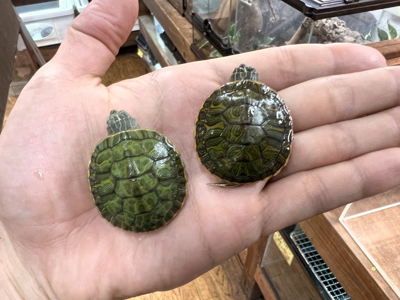 リバークーター(4)