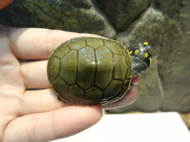 モンキヨコクビガメ(11)