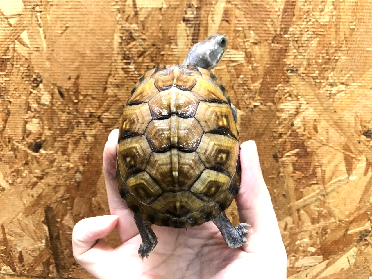 ガルフコーストハコガメ(1)