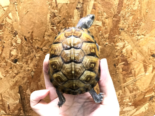 ガルフコーストハコガメ