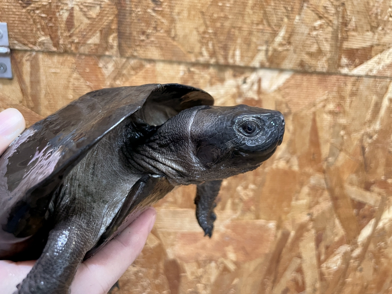 ホオジロクロガメ(3)