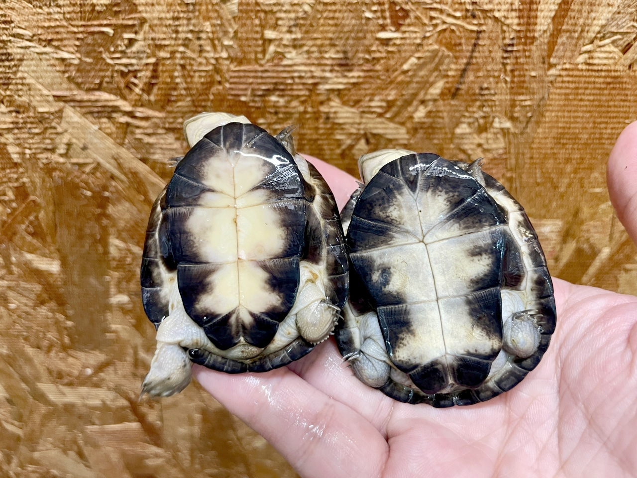 クリイロハコヨコクビガメ(8)