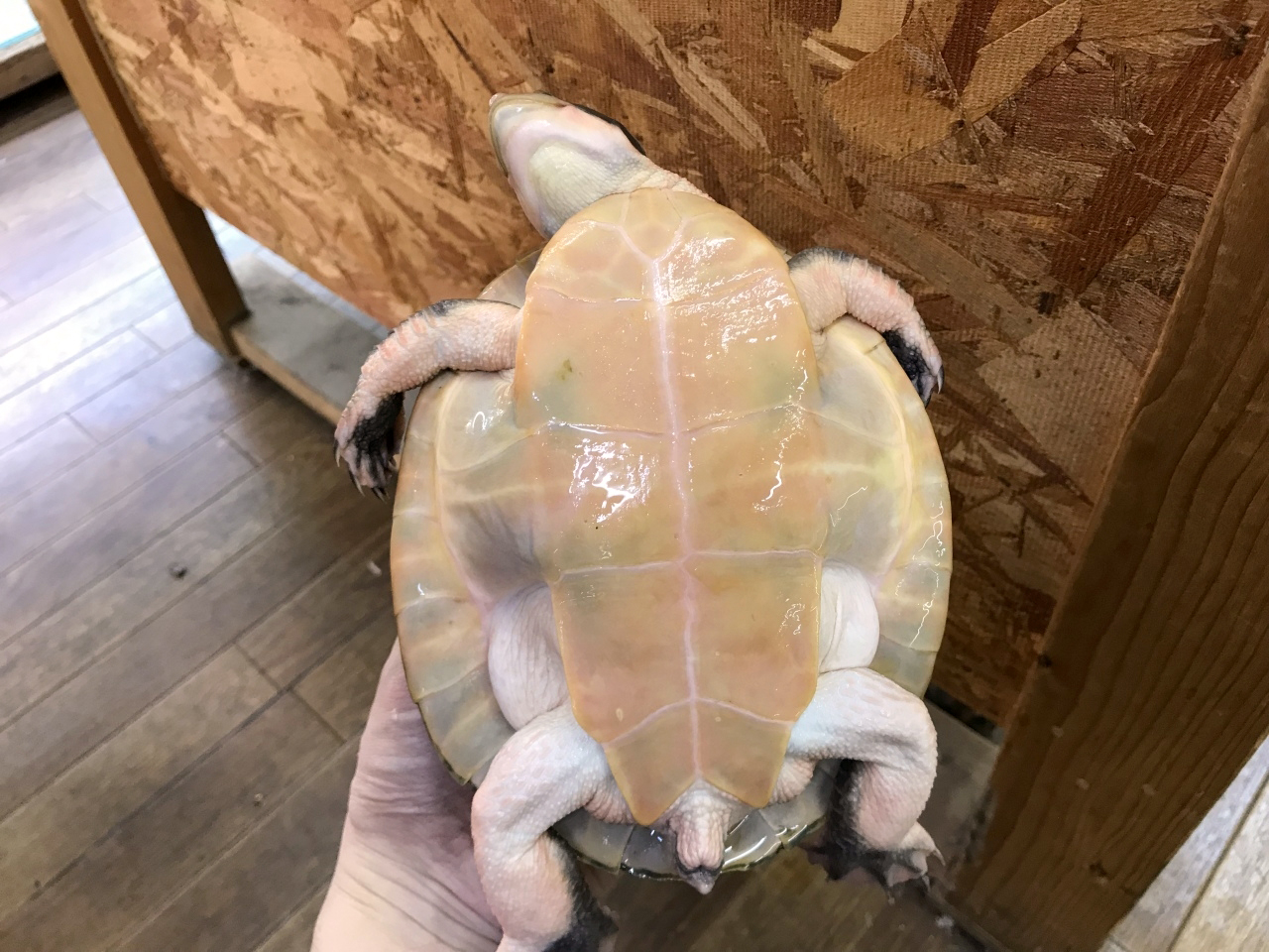 キンバリーアカミミマゲクビガメ(4)