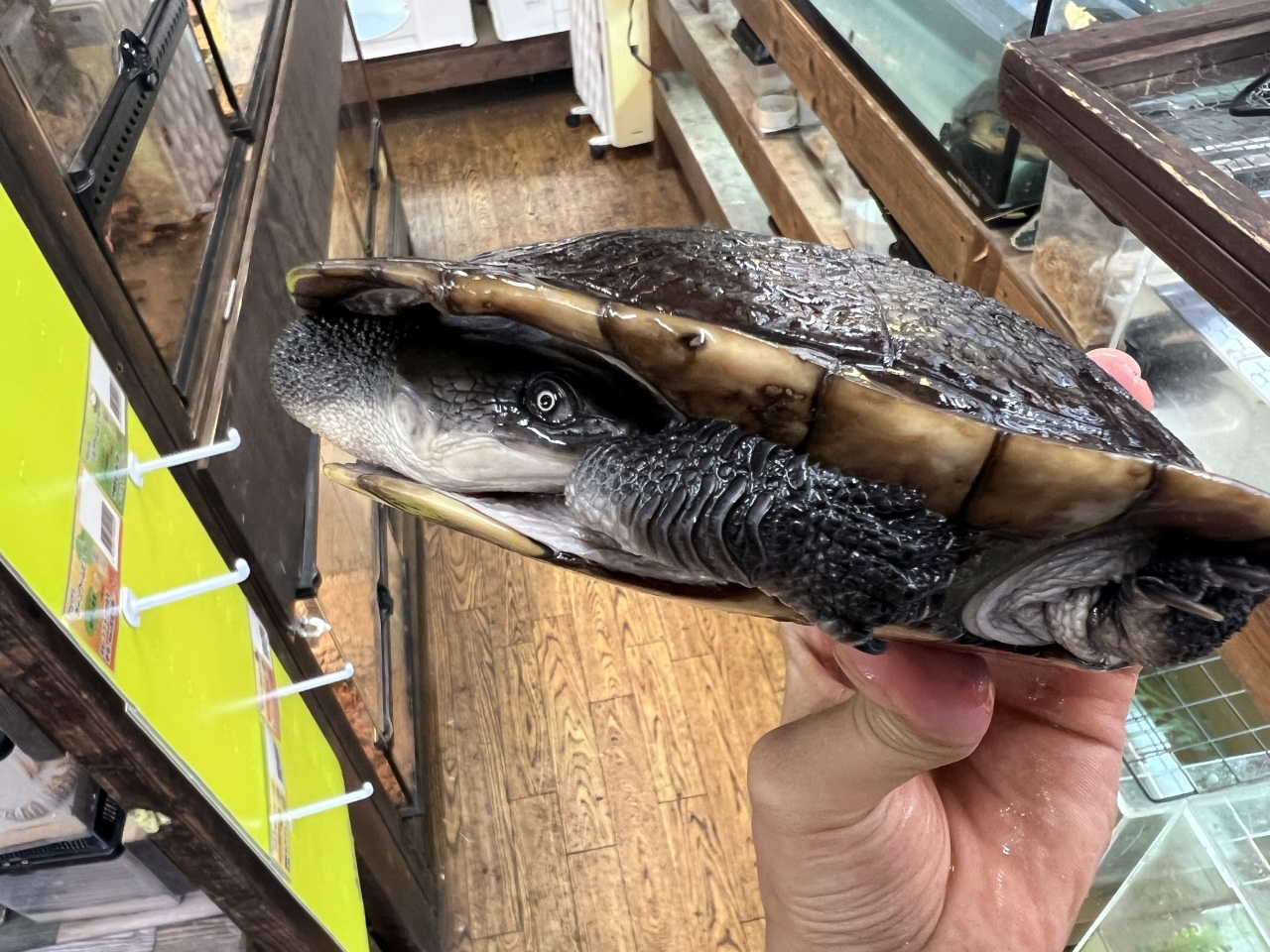 マッコードナガクビガメ(3)