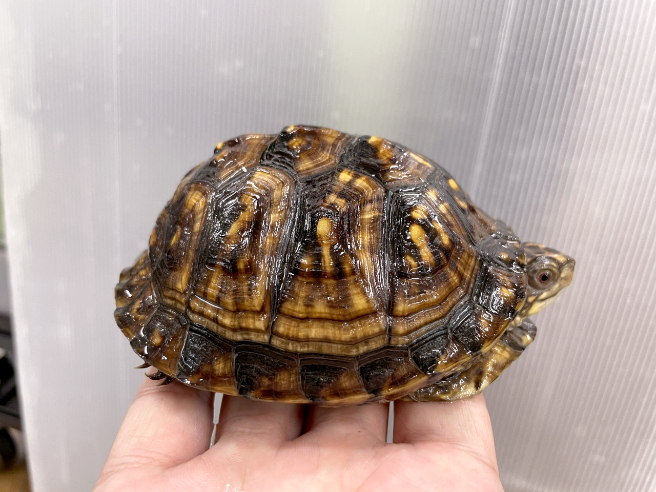 トウブハコガメ(6)