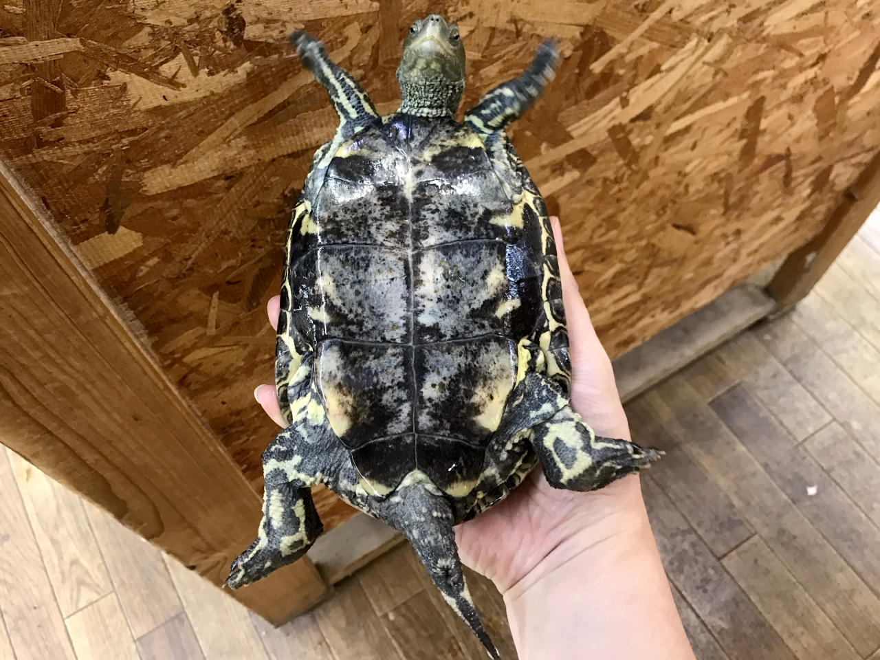 ギリシャイシガメ(4)