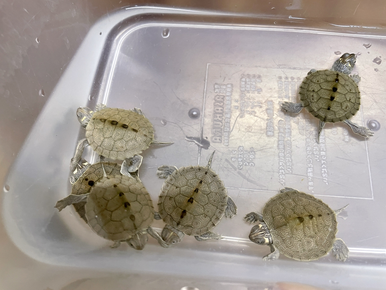 フトマユチズガメ(4)