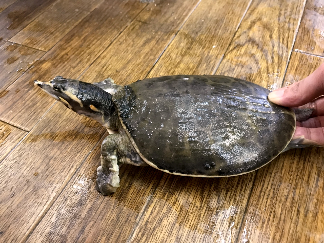 フロリダスッポン(2)