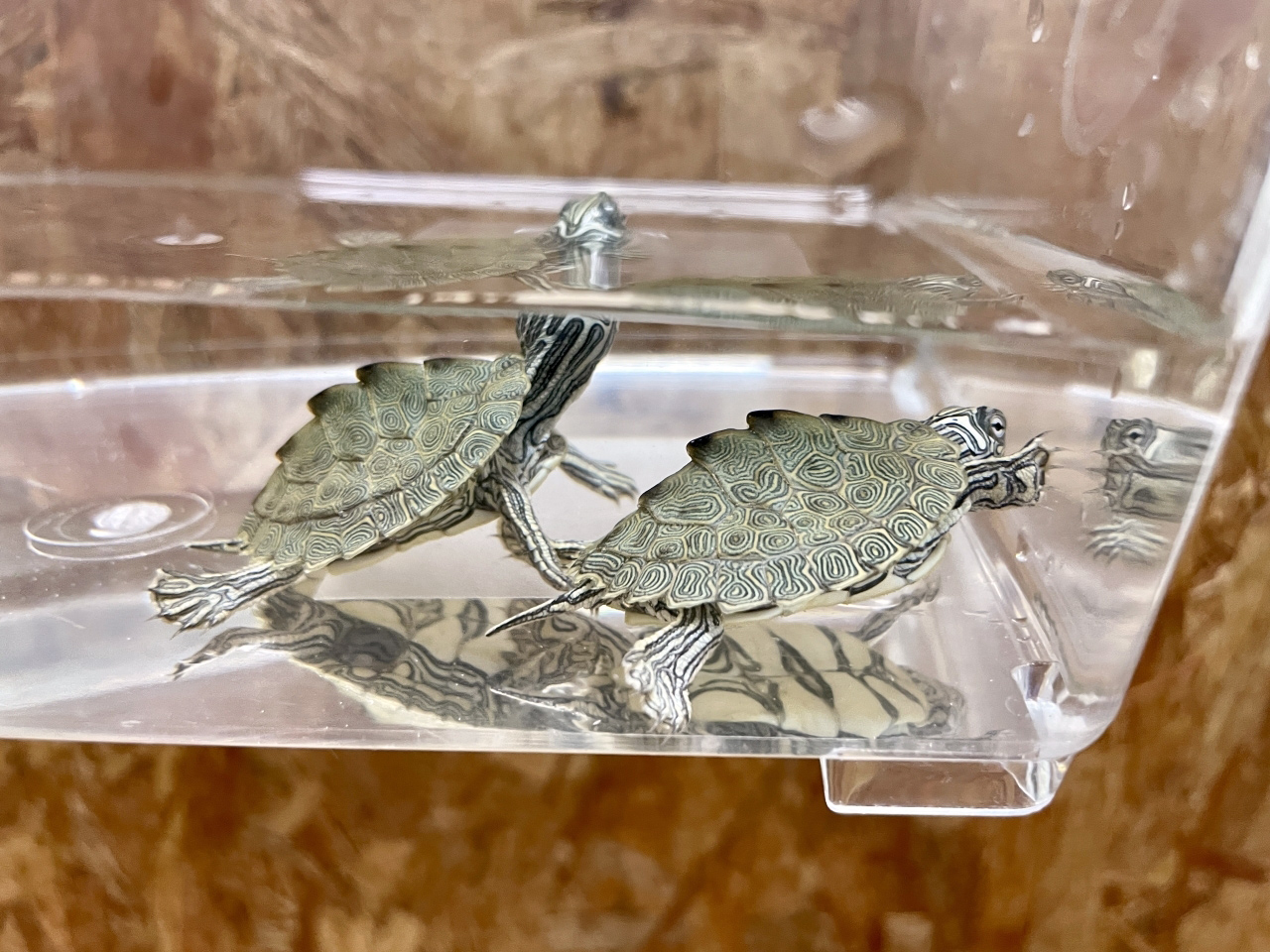 ケイグルチズガメ(12)