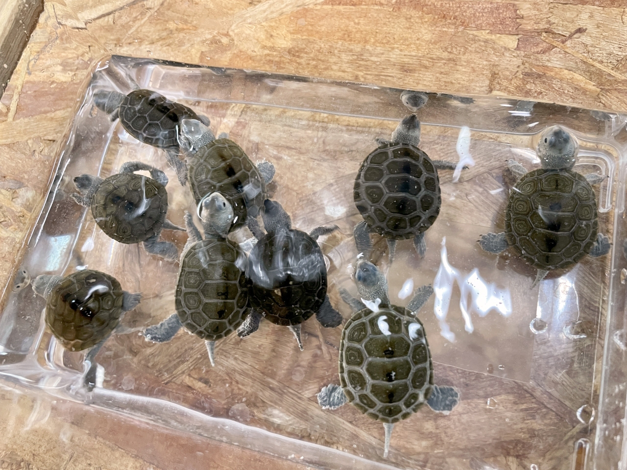 ノーザンダイヤモンドバックテラピン(3)