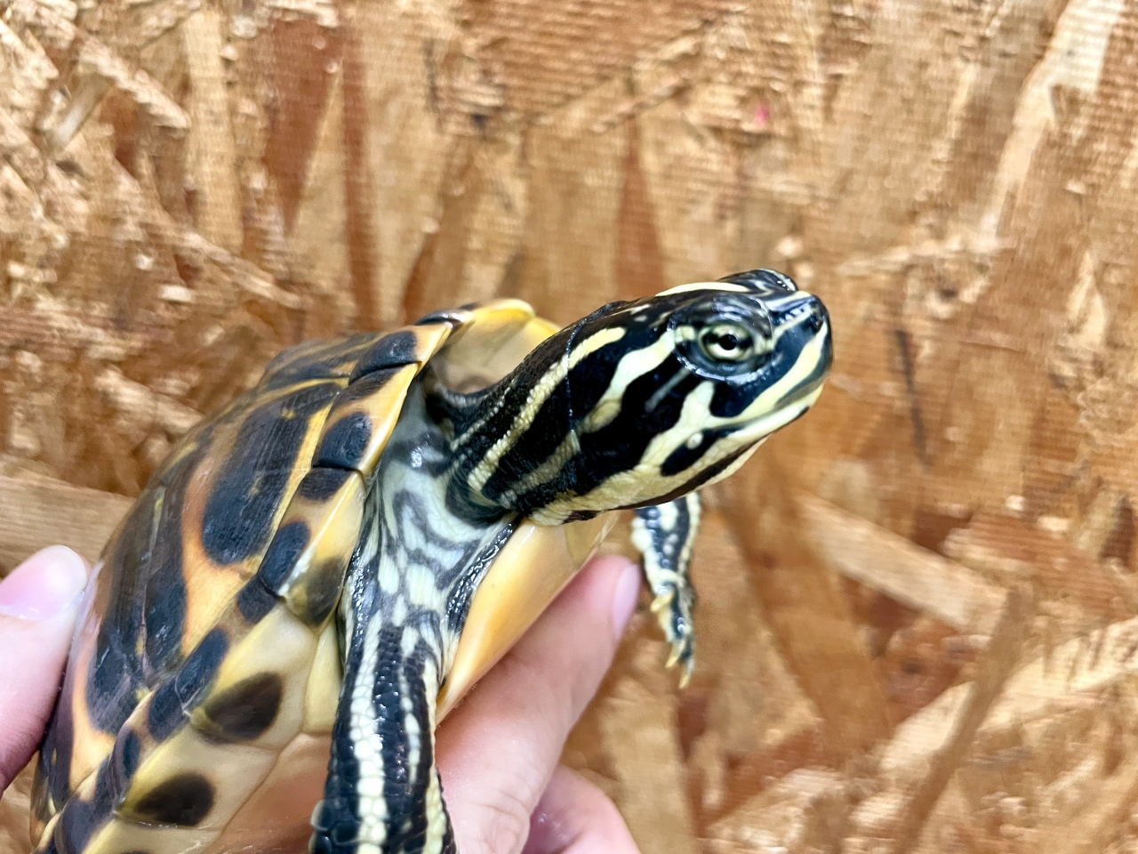 フロリダアカハラガメ(9)