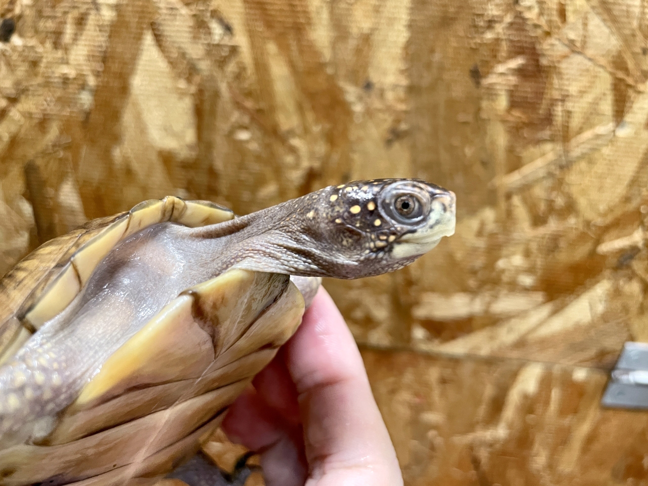 ミツユビハコガメ(3)