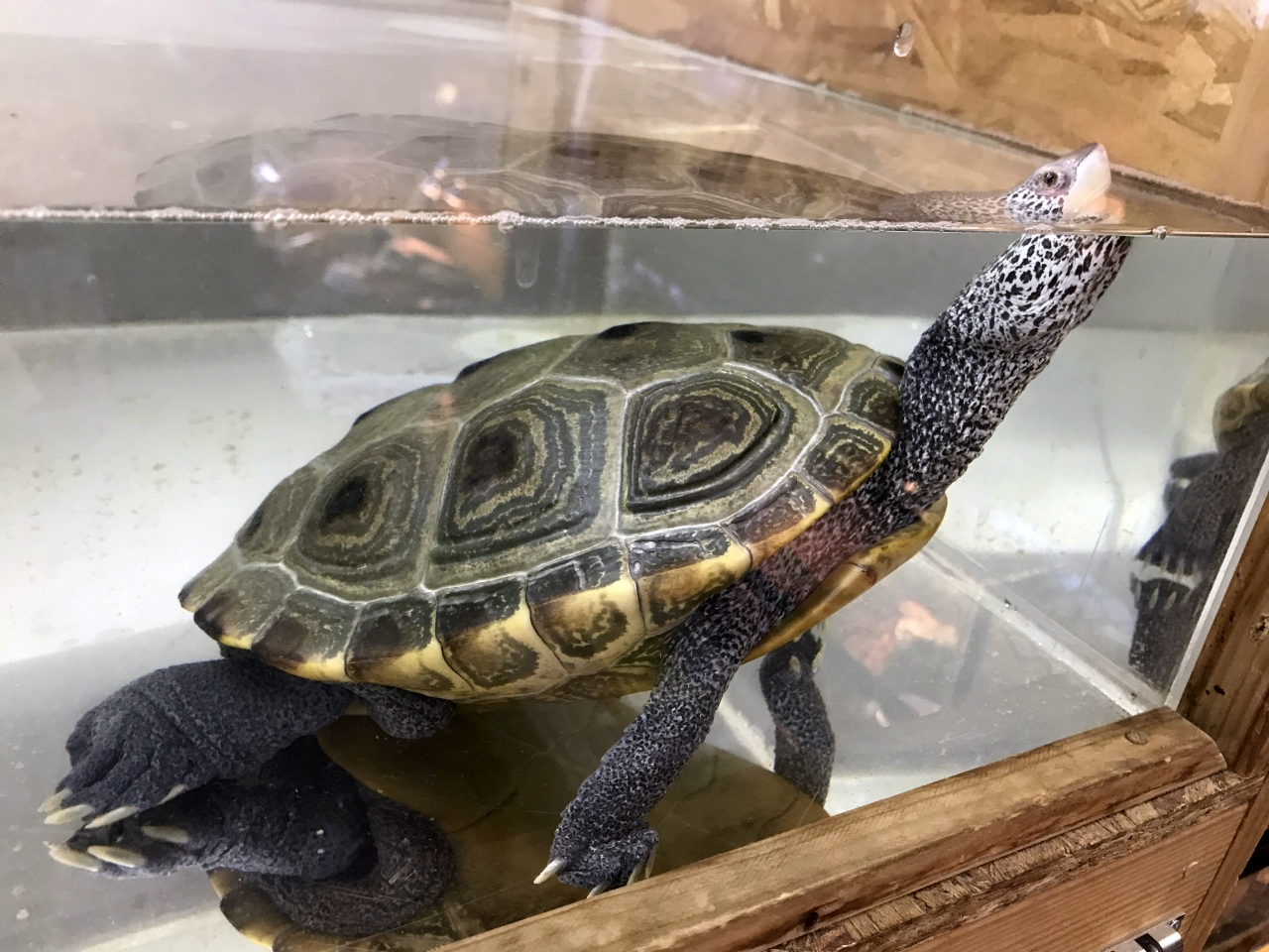 ノーザンダイヤモンドバックテラピン(5)