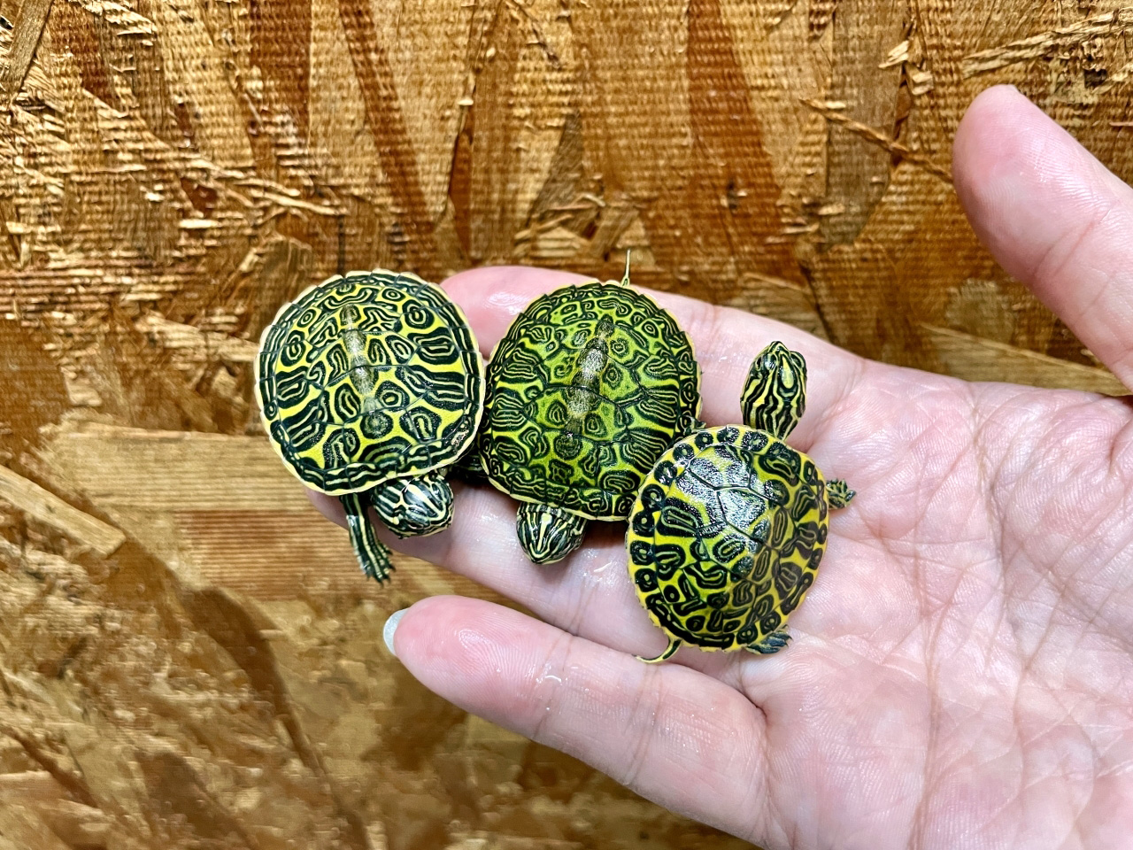 フロリダアカハラガメ(2)