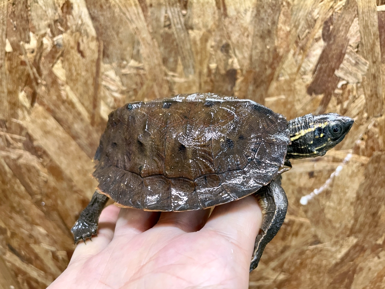ムツイタガメ(2)