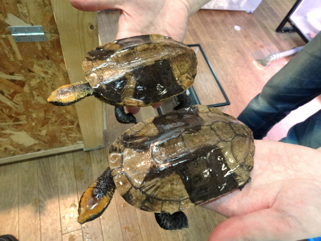 ズアカヒラタヘビクビガメ(5)