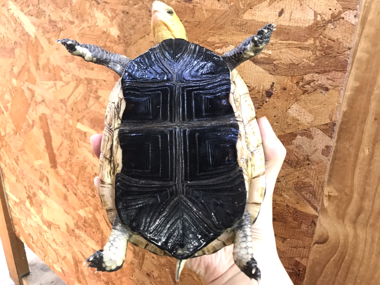 チュウゴクセマルハコガメ(6)