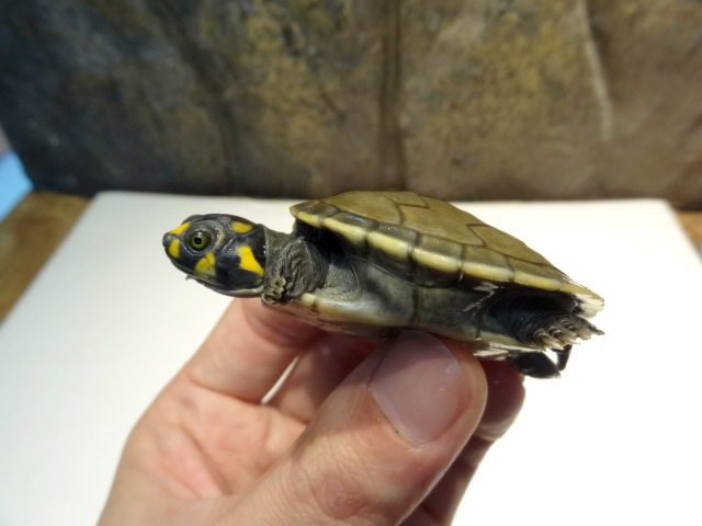 モンキヨコクビガメ(12)