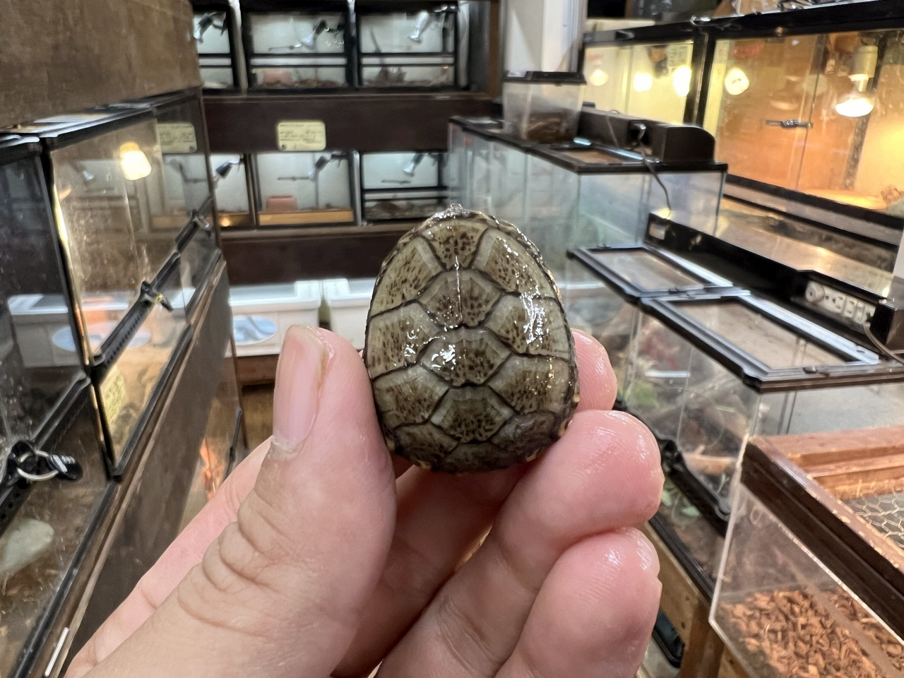 トウブドロガメ(7)