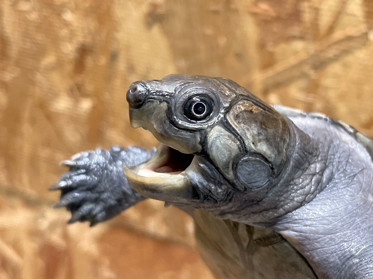 オオアタマヨコクビガメ(3)