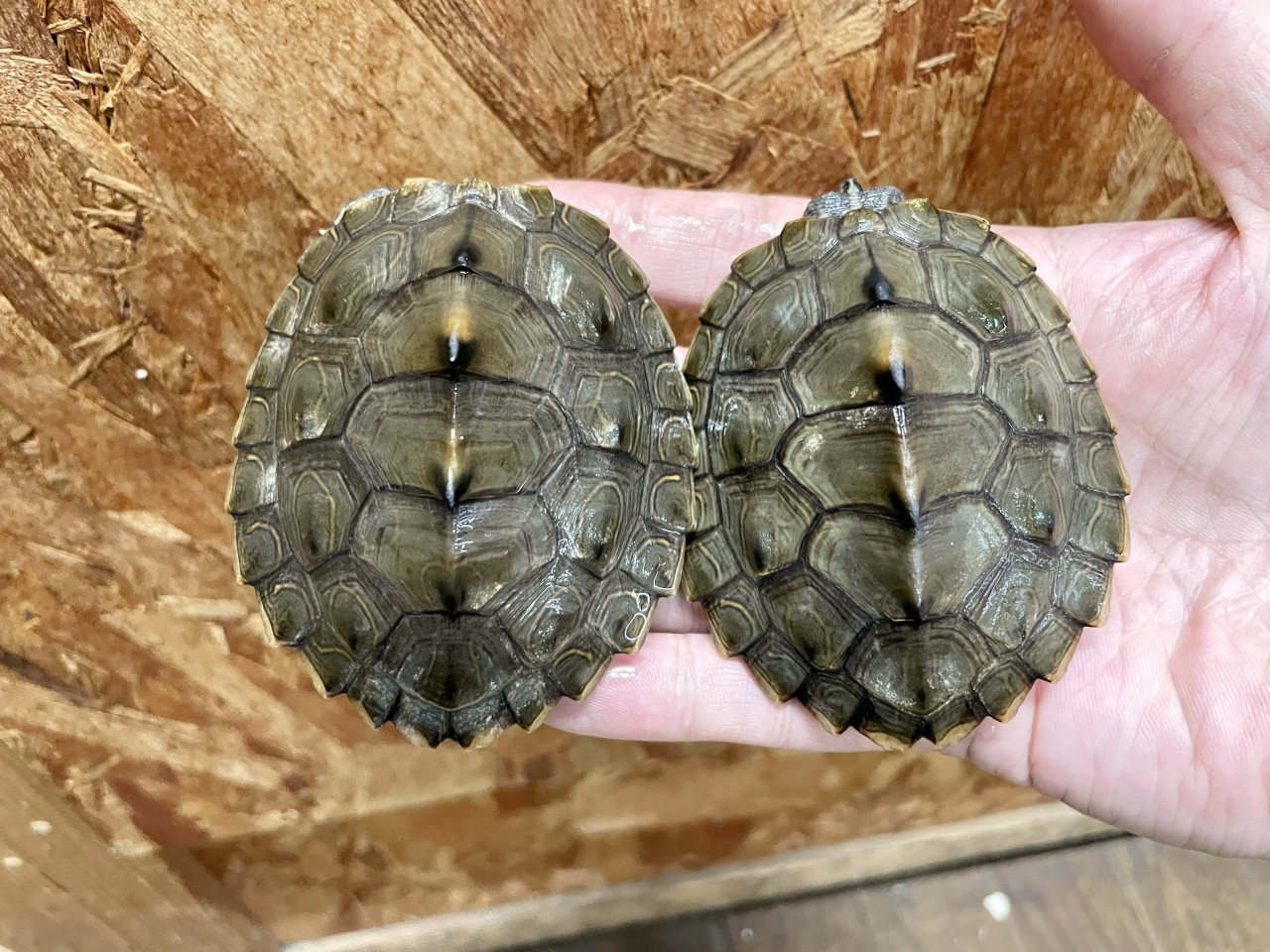 バーバーチズガメ(1)