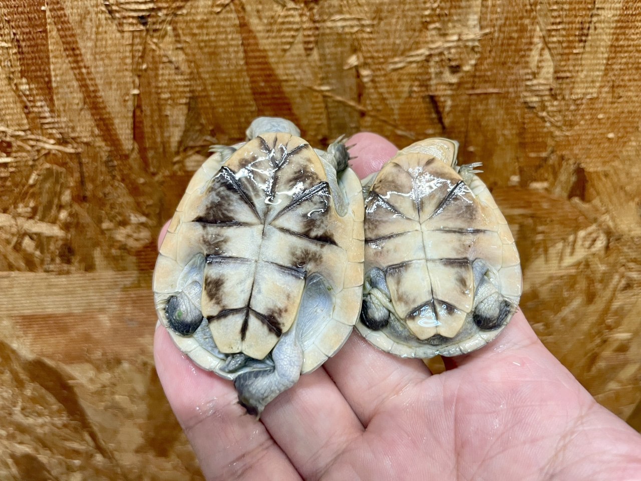 アフリカヌマヨコクビガメ(8)