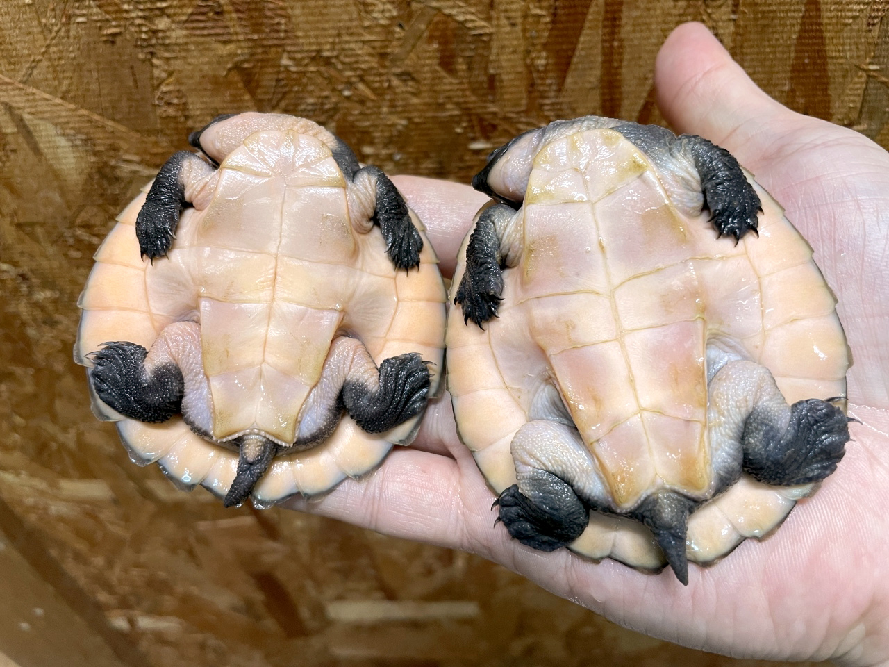 サウスイリアンカブトガメ(3)