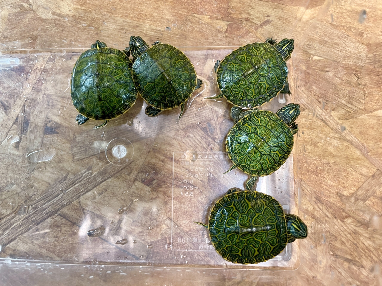 アラバマアカハラガメ(4)