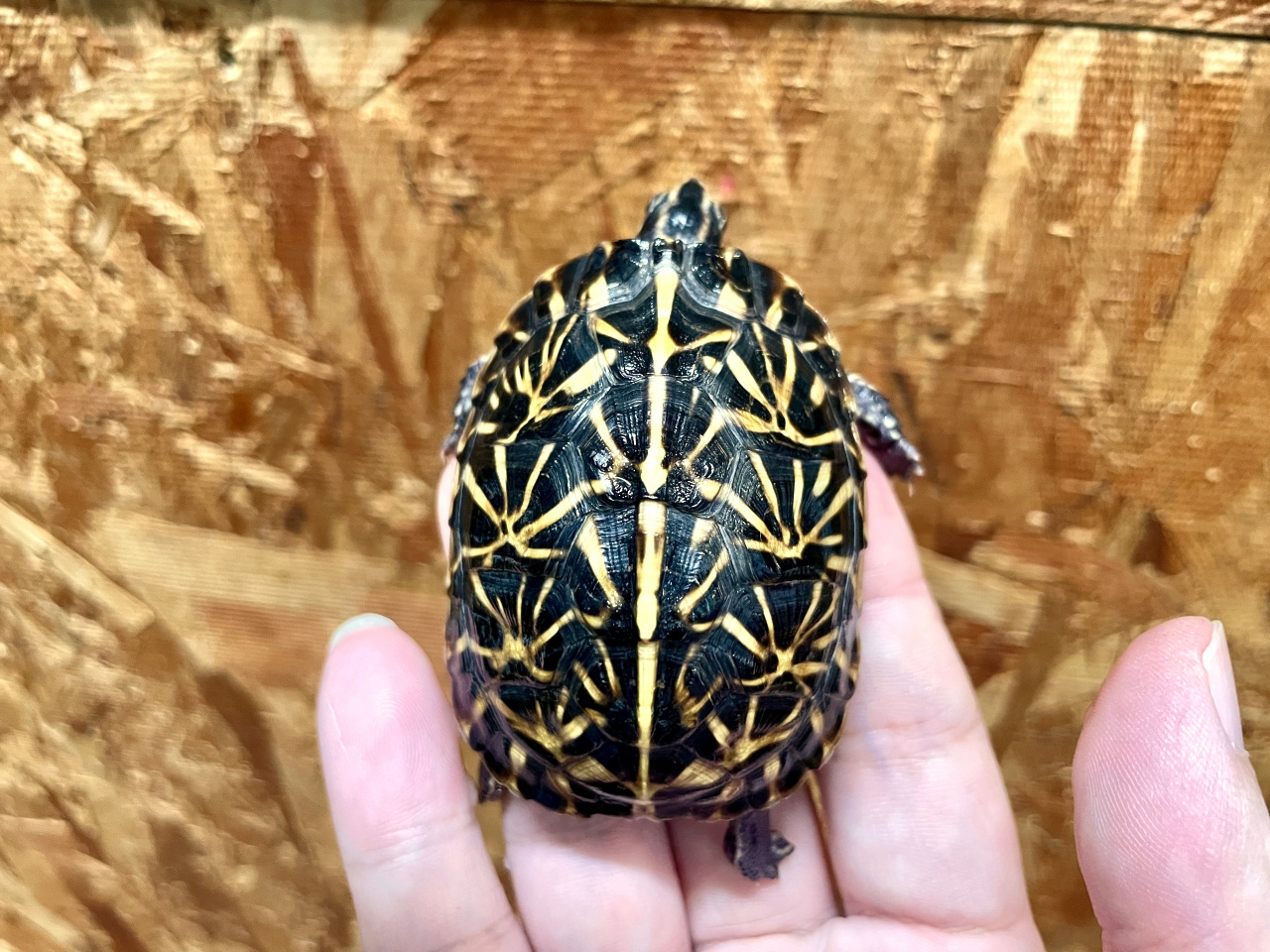 フロリダハコガメ(5)