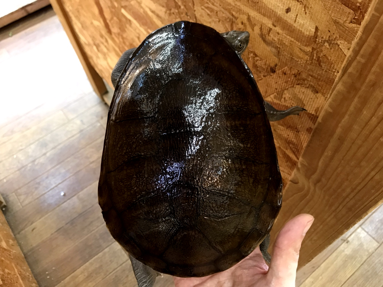 ジーベンロックナガクビガメ(4)