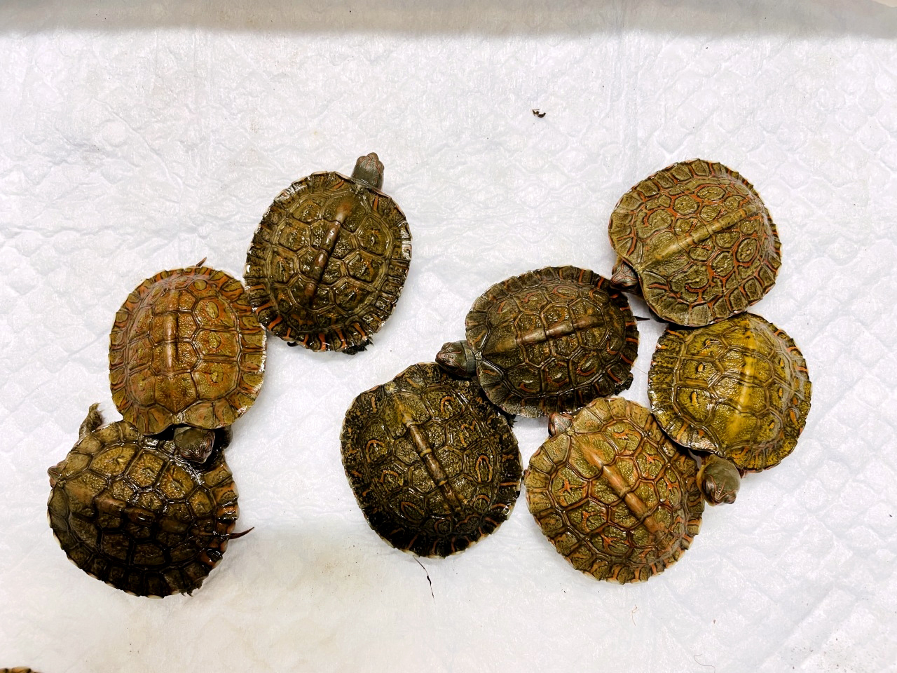 グァテマラアカスジヤマガメ ミズガメ図鑑