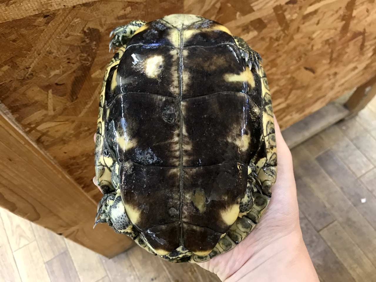 ギリシャイシガメ(2)