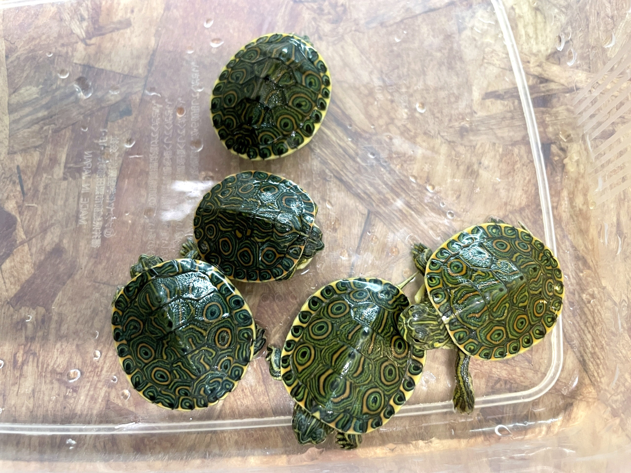 チュウベイクジャクガメ(8)