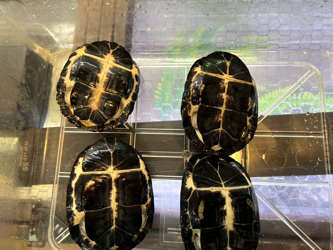 クロハコヨコクビガメ(7)