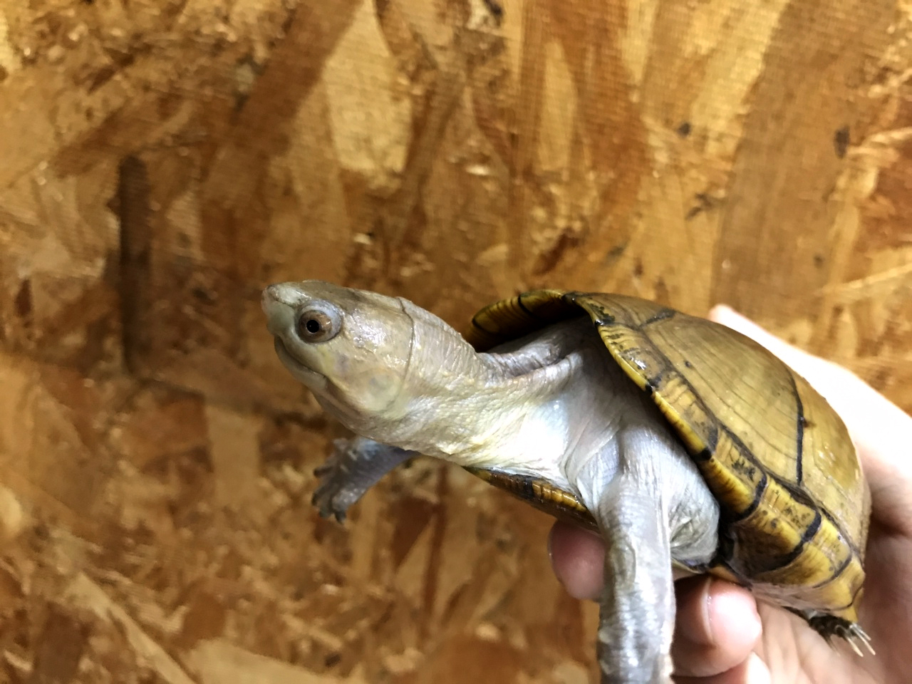 アラモスドロガメ(3)