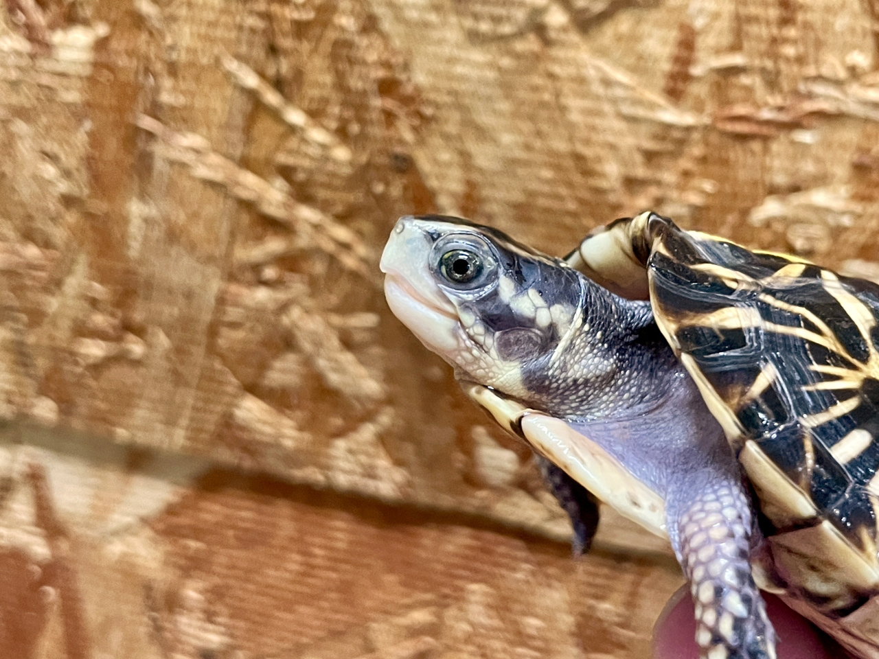 フロリダハコガメ(7)