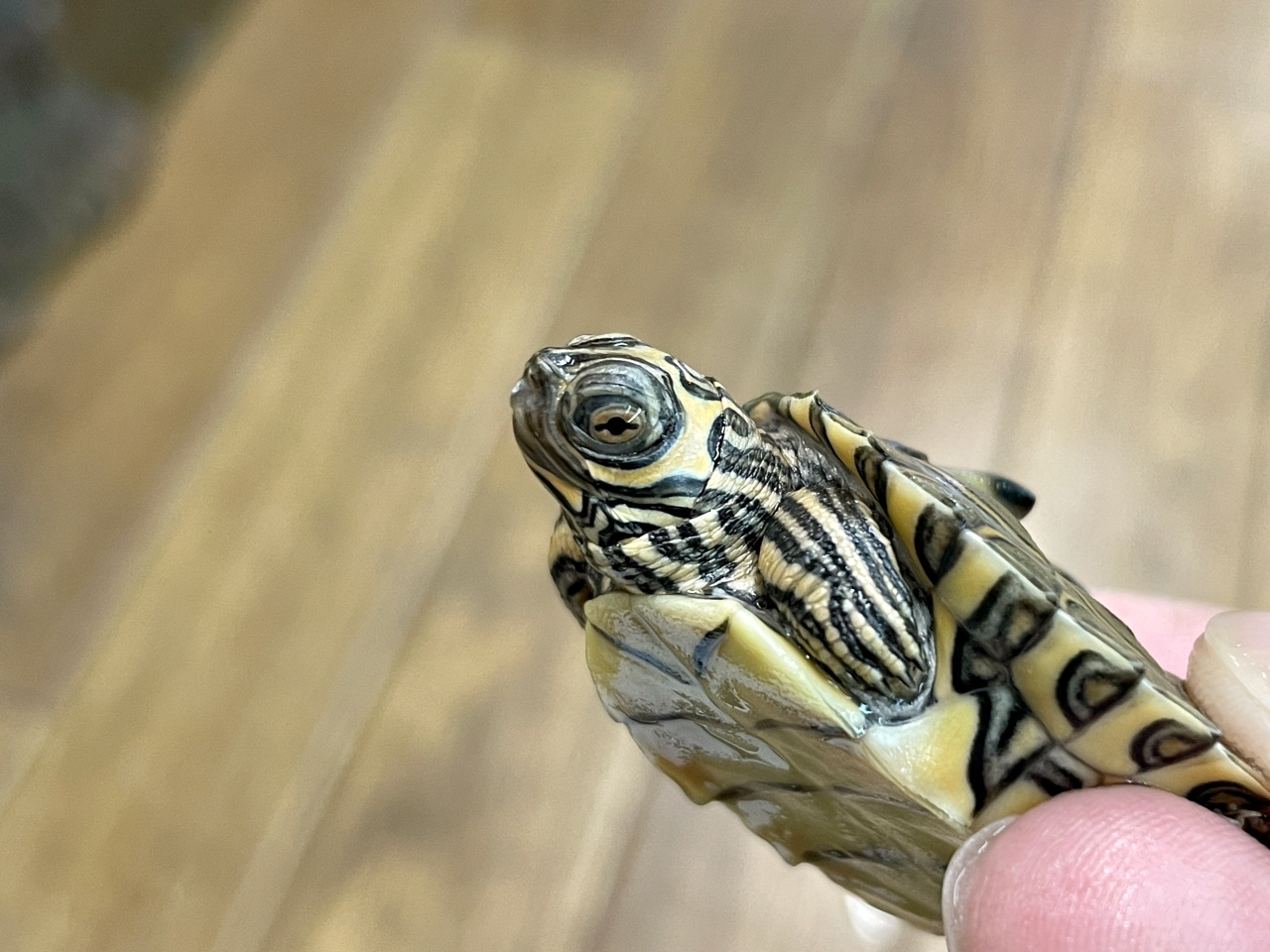 バーバーチズガメ(11)