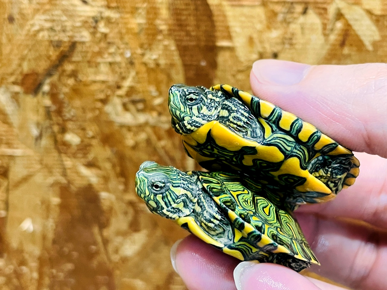 アルゼンチンクジャクガメ(2)