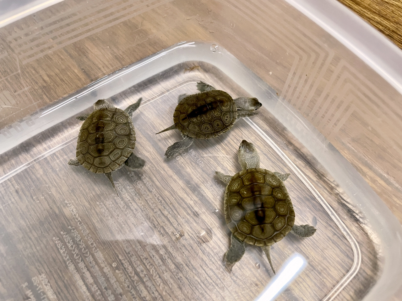 ノーザンダイヤモンドバックテラピン(12)