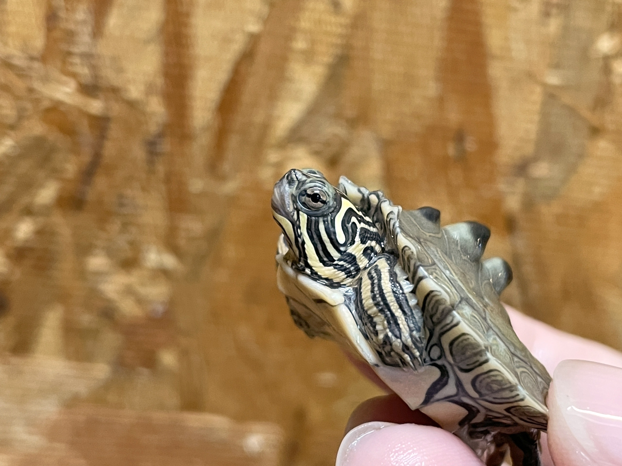 キタクロコブチズガメ(8)