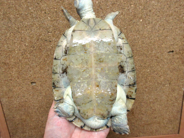 サバンナヨコクビガメ(12)