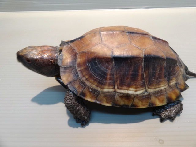 ムオヒラセガメ(10)