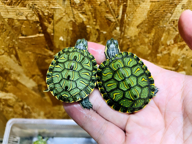 アルゼンチンクジャクガメ