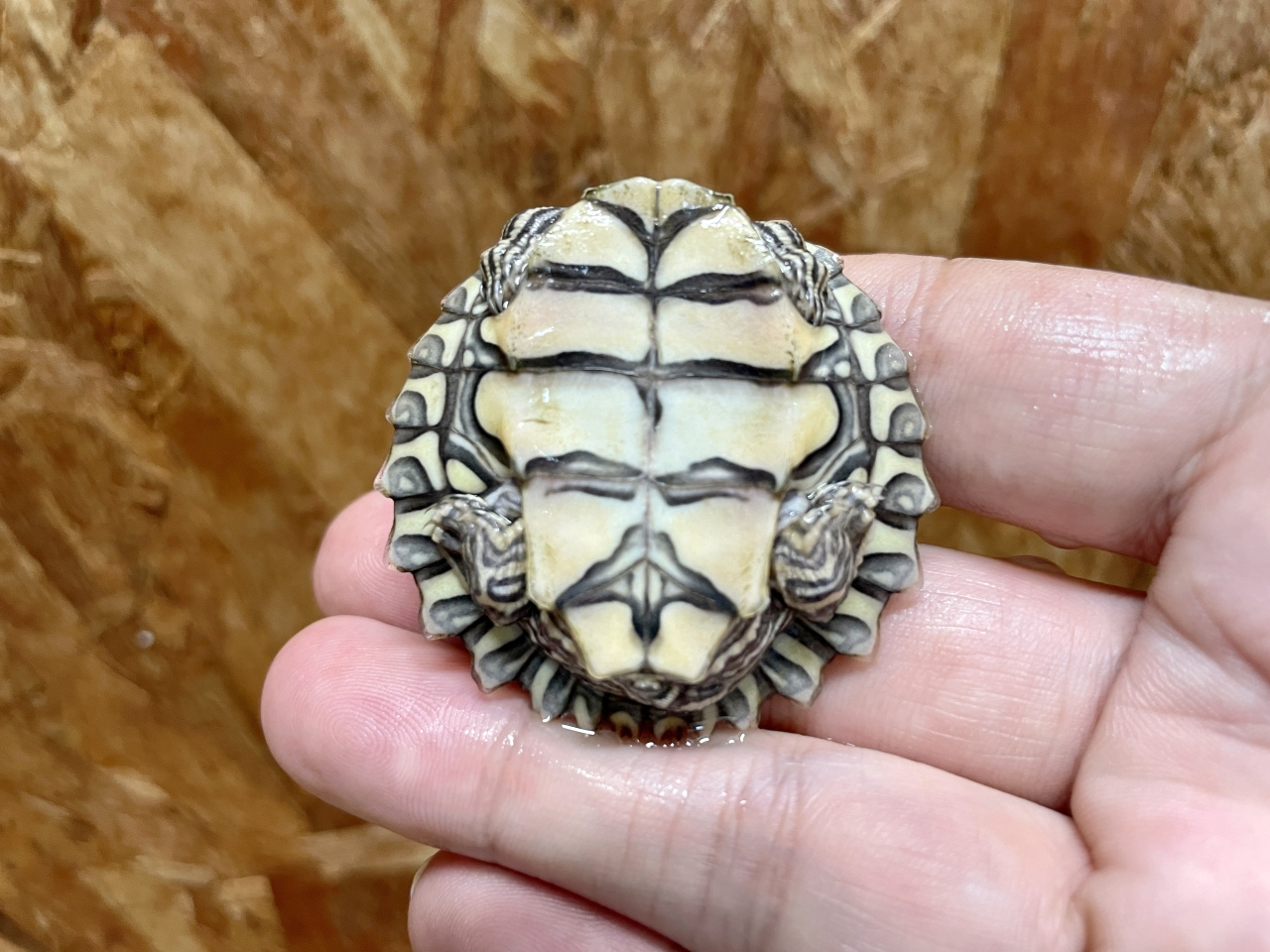 ワモンチズガメ(3)