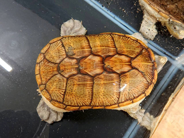 爬虫類図鑑 カメ図鑑 ミズガメ