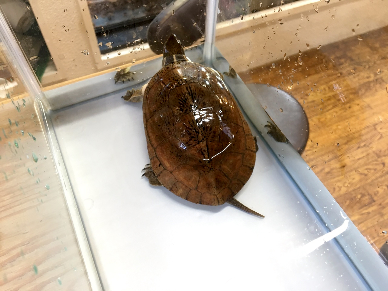 ジャノメイシガメ(10)