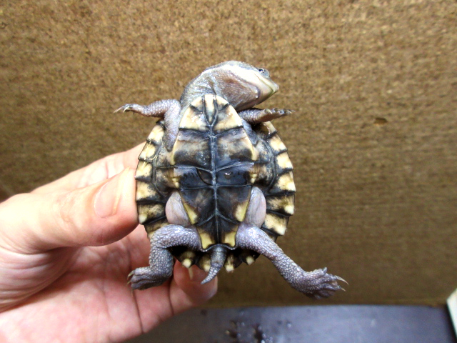 シロガオカブトガメ(9)