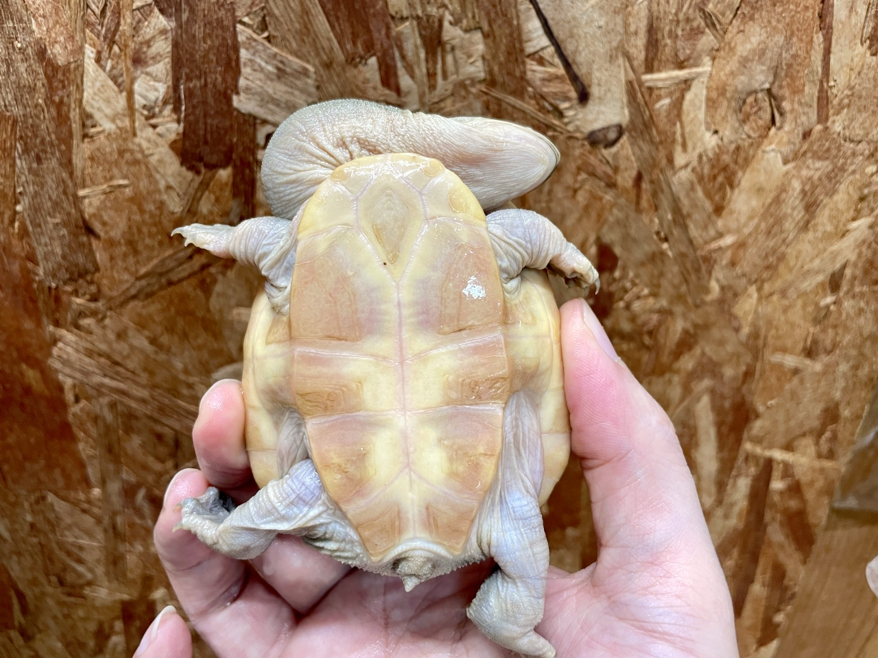 パーケリーナガクビガメ(8)