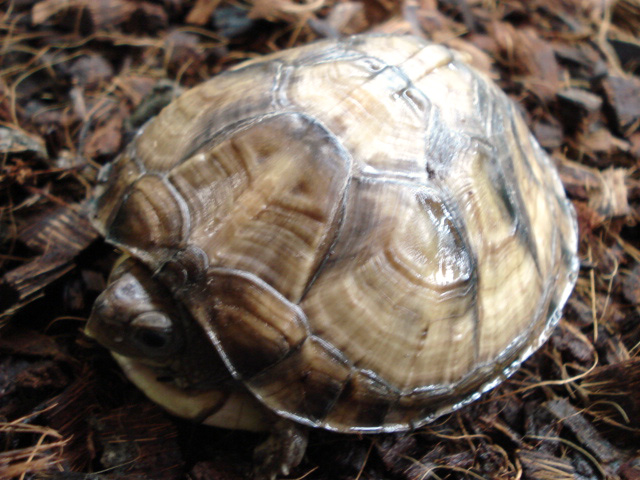 メキシコハコガメ(10)