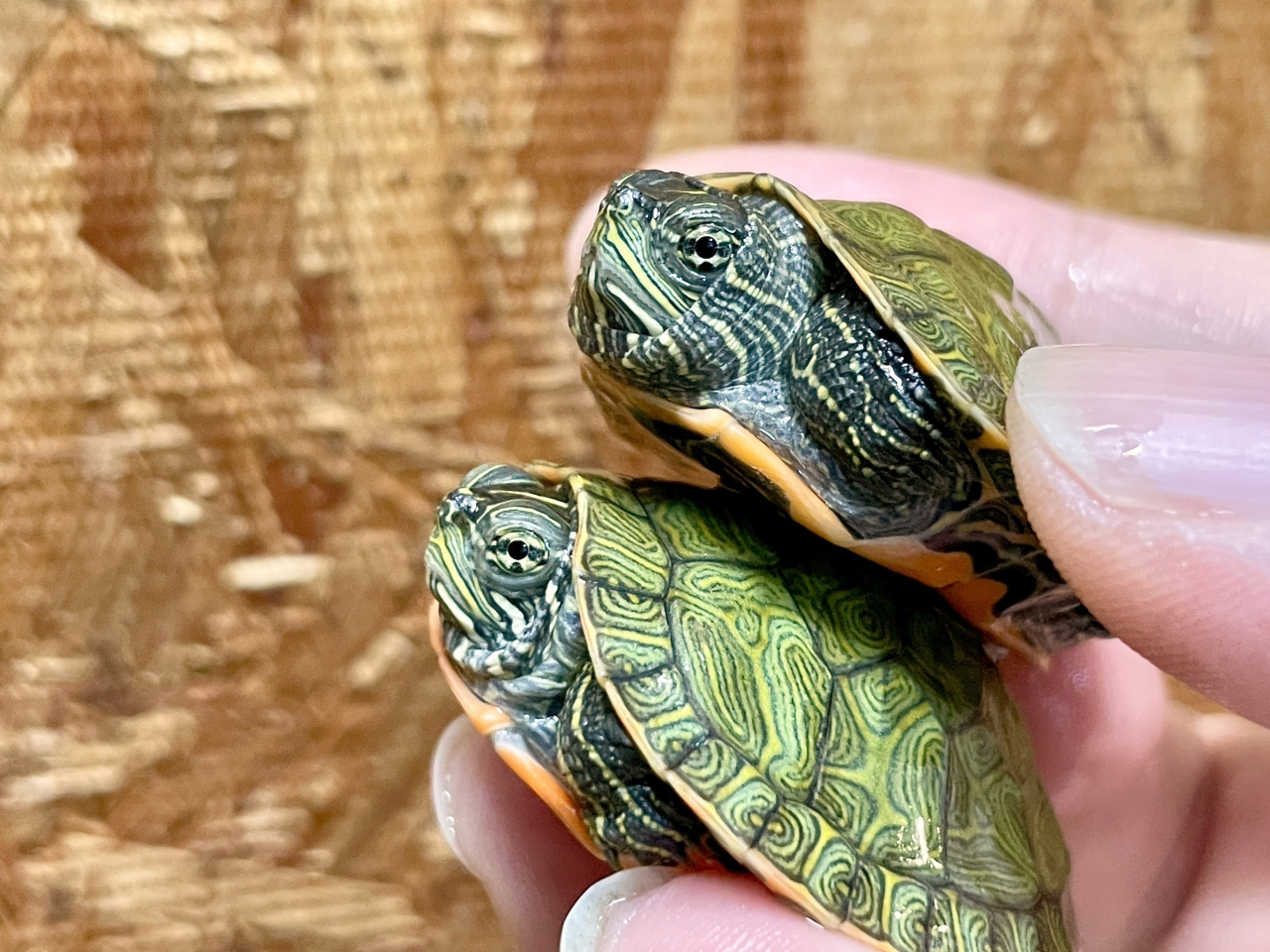 ノーザンレッドベリー(2)